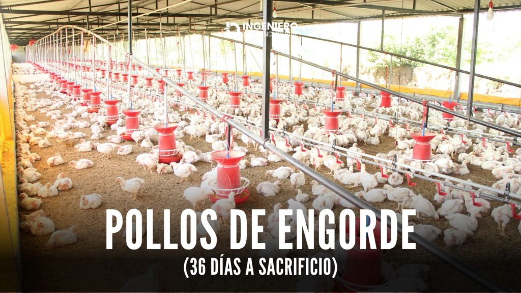 pollos de engorde (36 días a sacrificio)