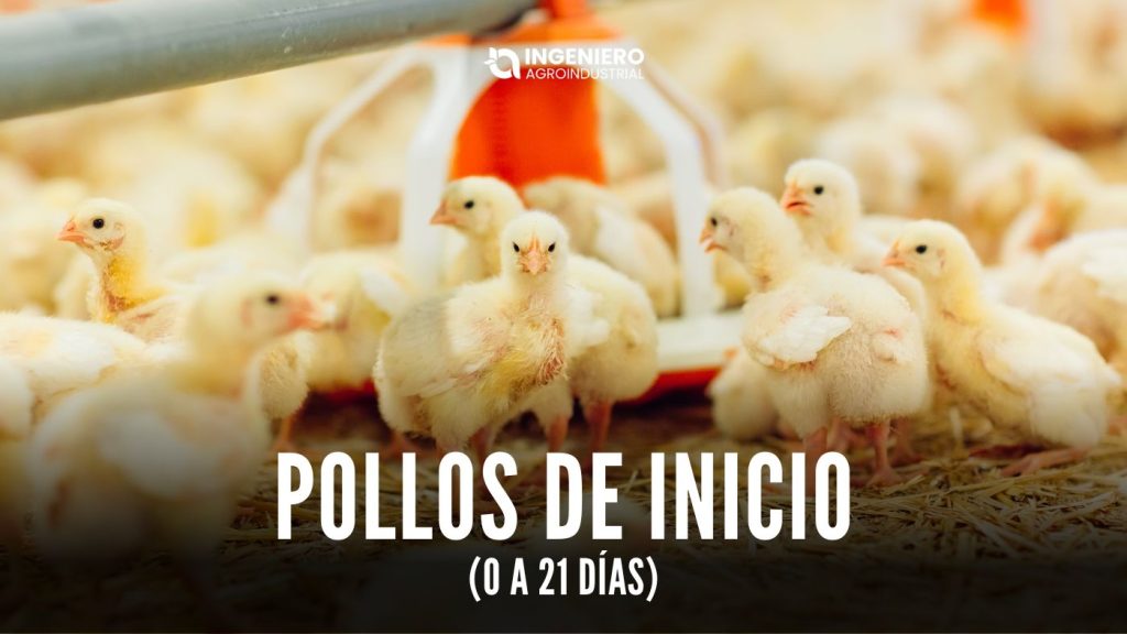 pollos de inicio (0 a 21 días)