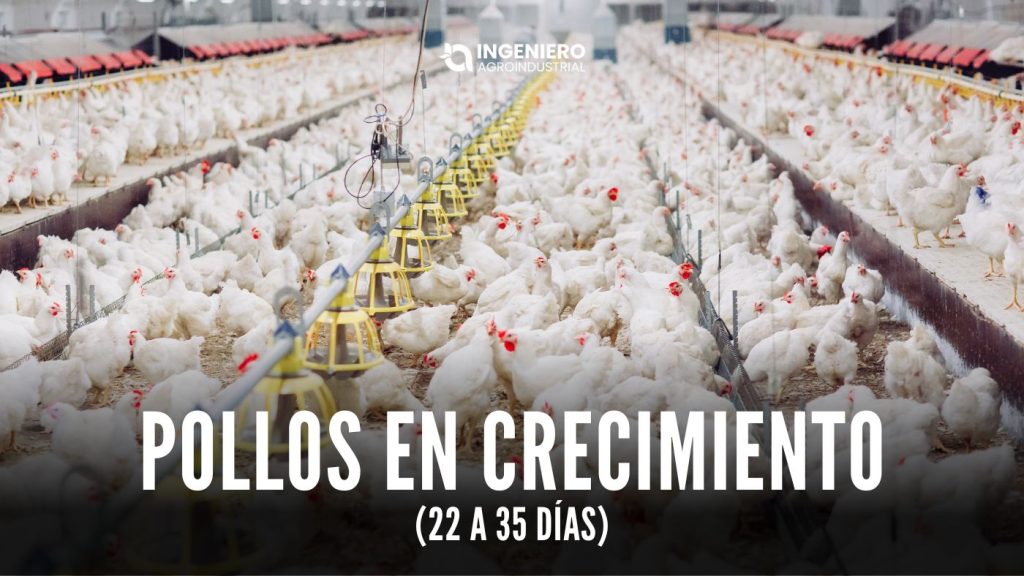 pollos en crecimiento (22 a 35 días)