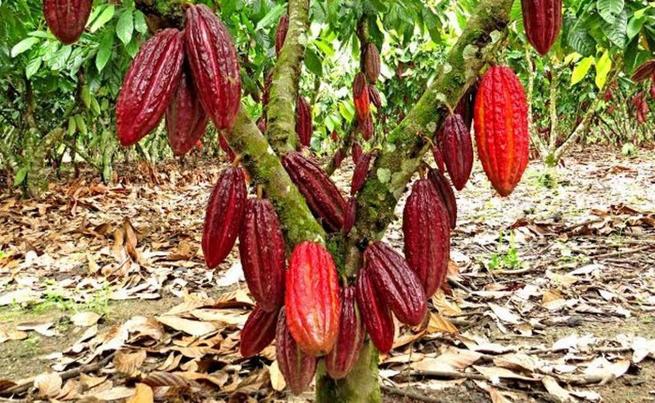 Cacao CCN51 el futuro del cultivo de cacao más productivo y resistente del mundo