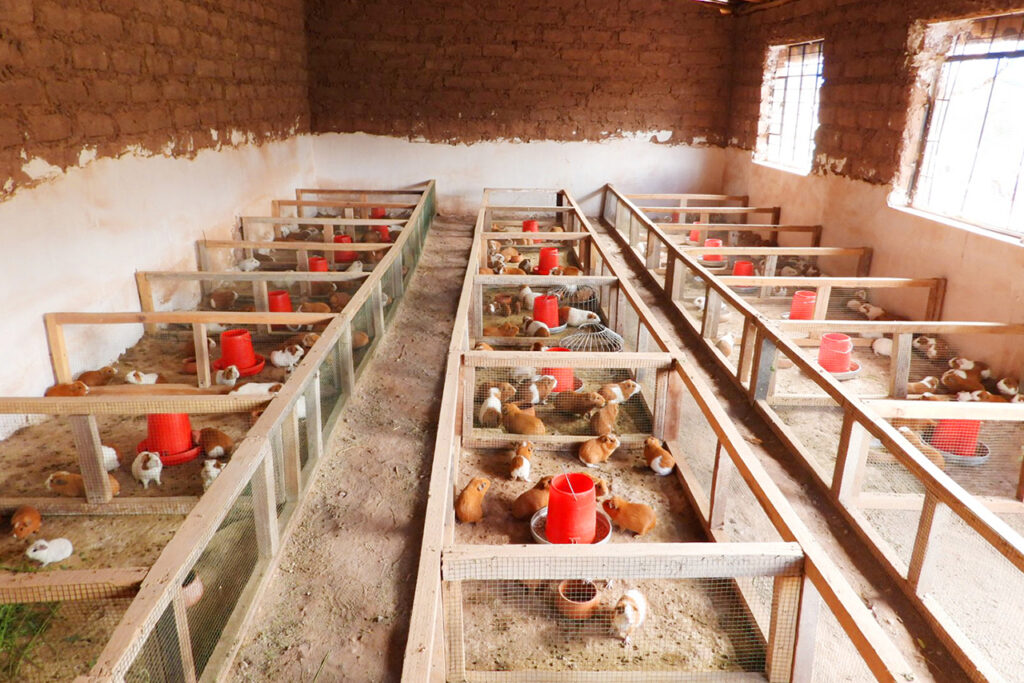 Cómo Diseñar un Galpón para Cuyes