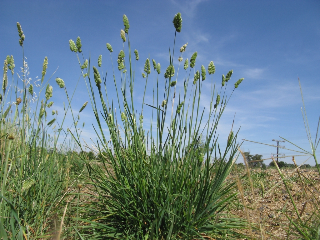 Dactylis de Floración Tardía