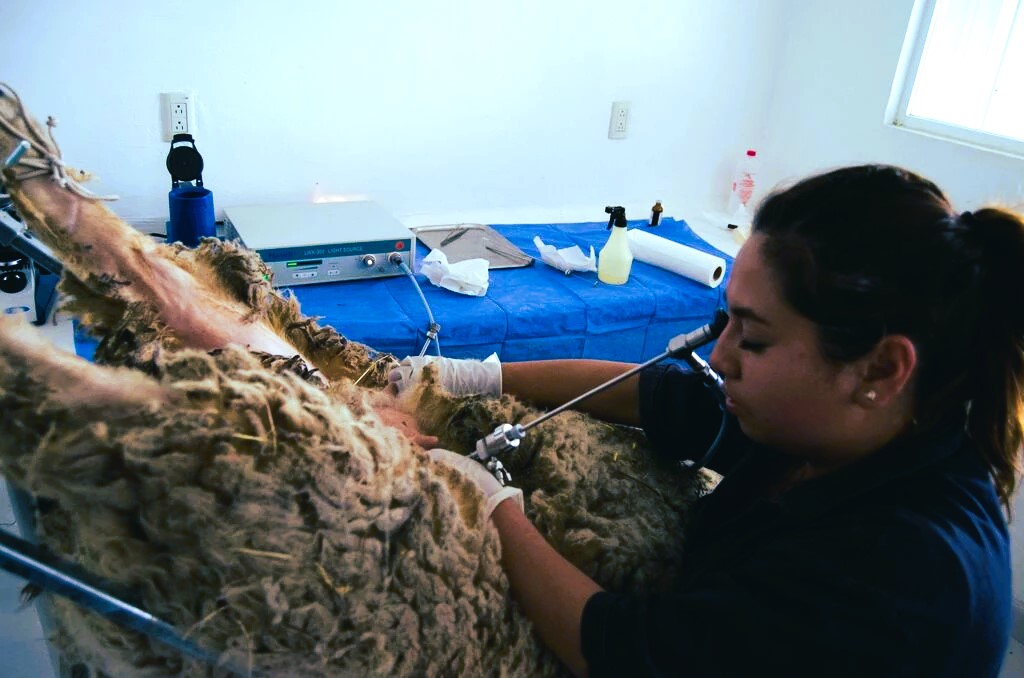 Inseminación Laparoscópica