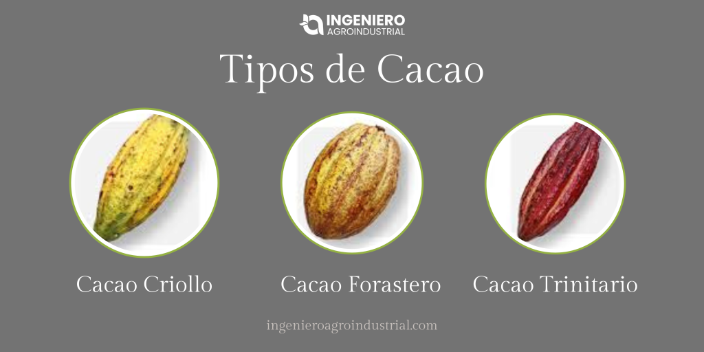 Los tres tipos de Cacao Los tres tipos de Cacao