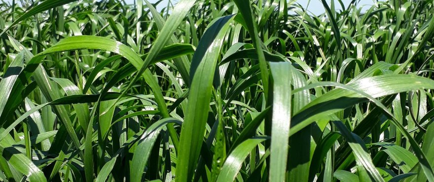 Ryegrass Tetraploide y Festulolium