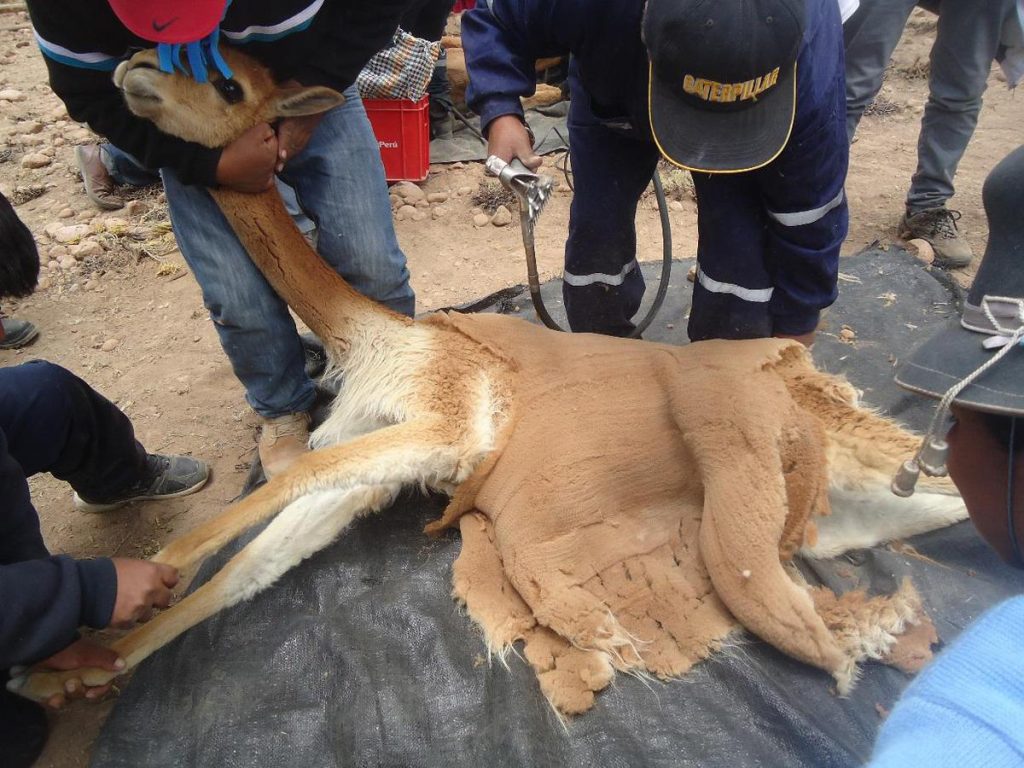 La Influencia de la Fibra de Vicuña