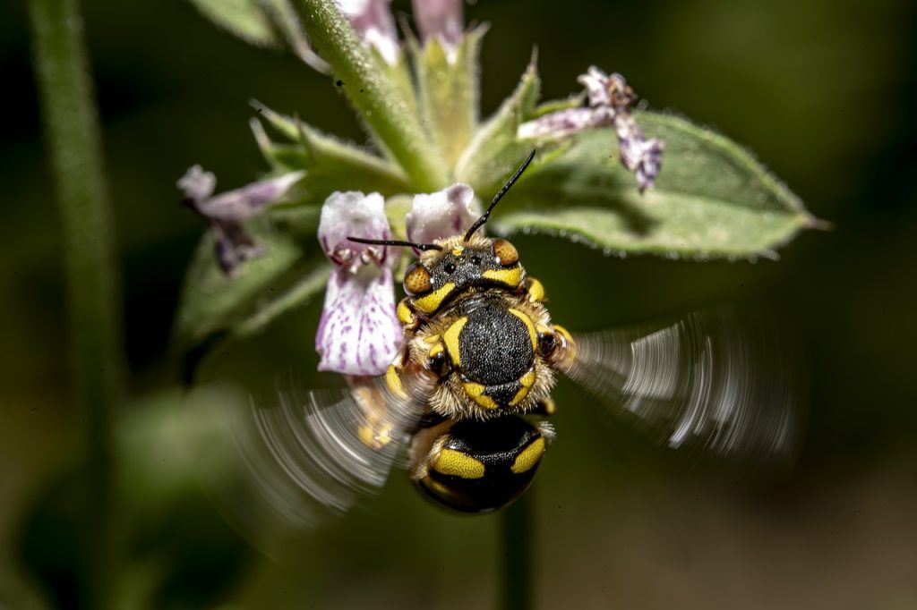 Tipos de Abejas que Producen Miel