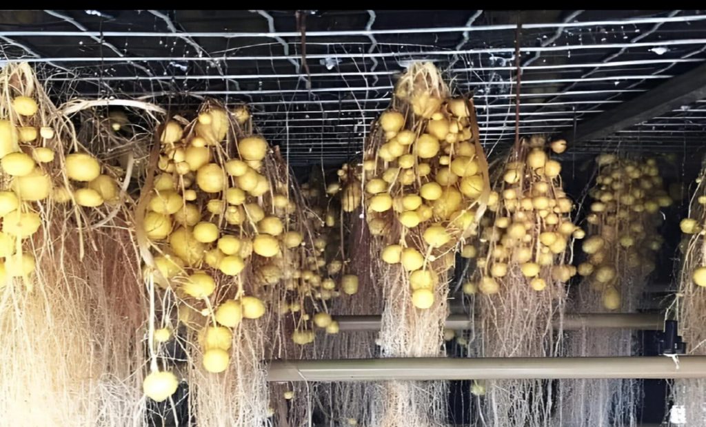 Aeroponía de papas Aeroponía de papas