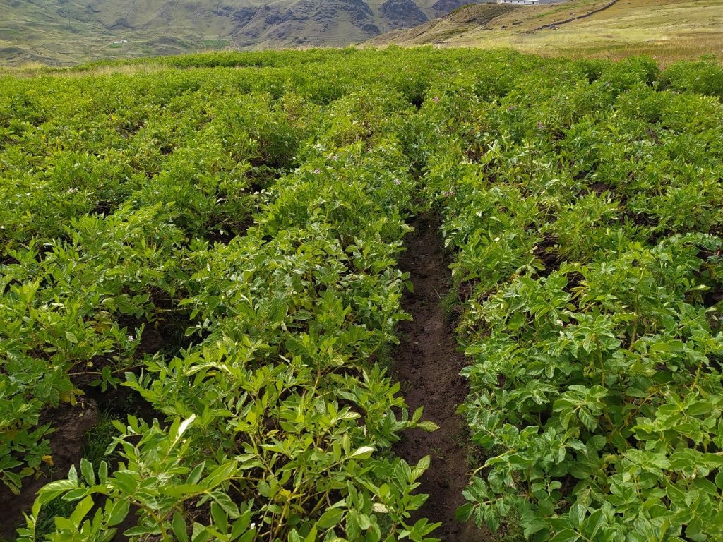 Agricultura Tradicional o de Subsistencia Agricultura Tradicional o de Subsistencia un tipo de agricultura
