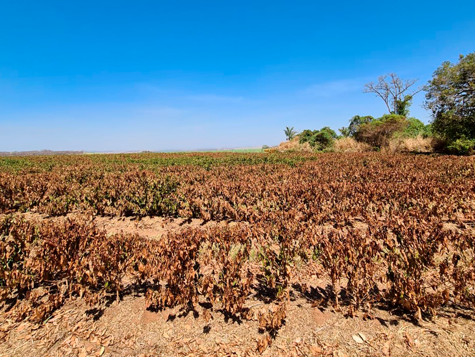Causas de la sequía agrícola Causas de la sequía agrícola