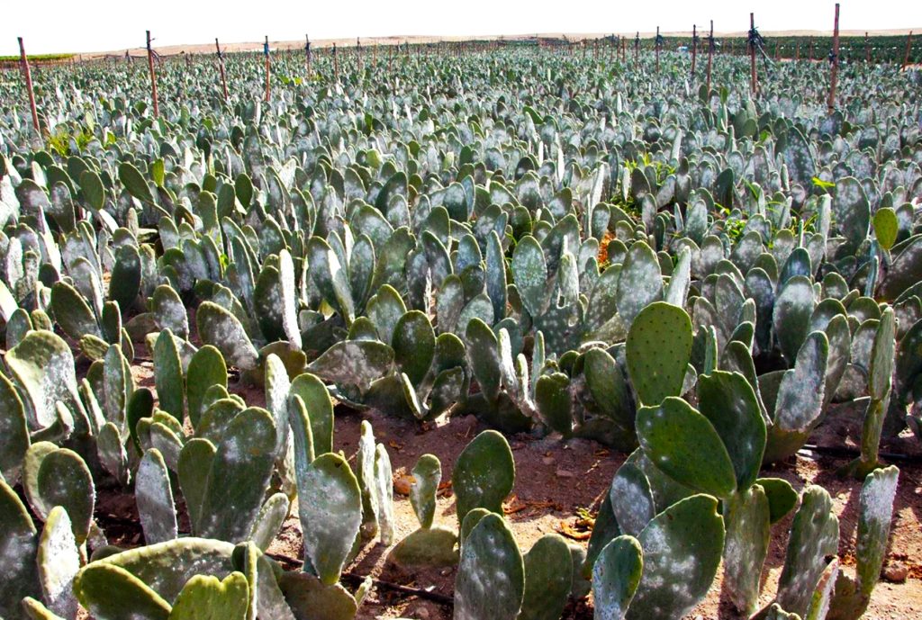 Cochinilla Colorante Natural Seguro y Versátil