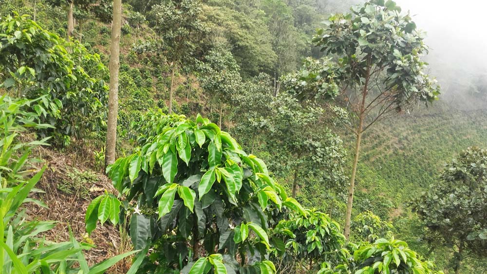 Cómo Generar Ingresos Pasivos con Agroforestería