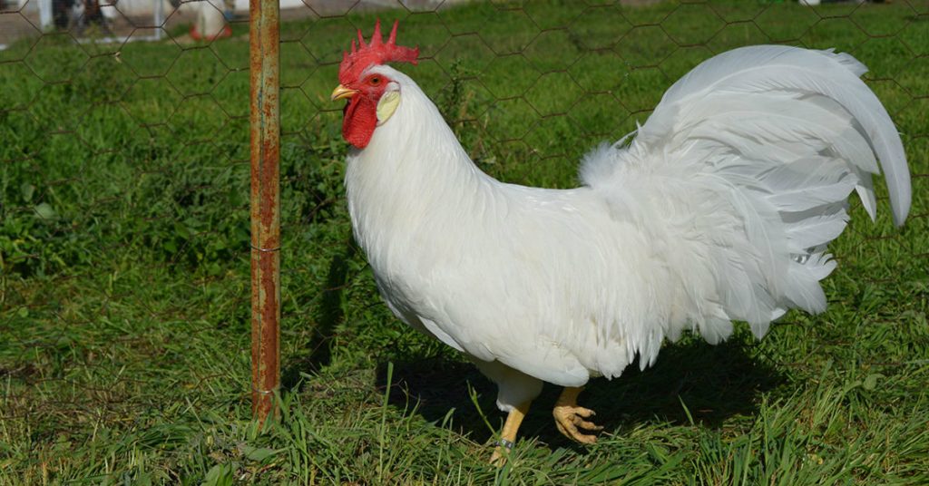Gallina Leghorn el rey de las gallinas ponedoras