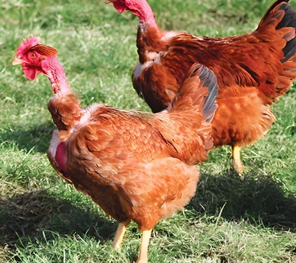 Gallina Piroca una eaza de ponedora para lugares cálidos