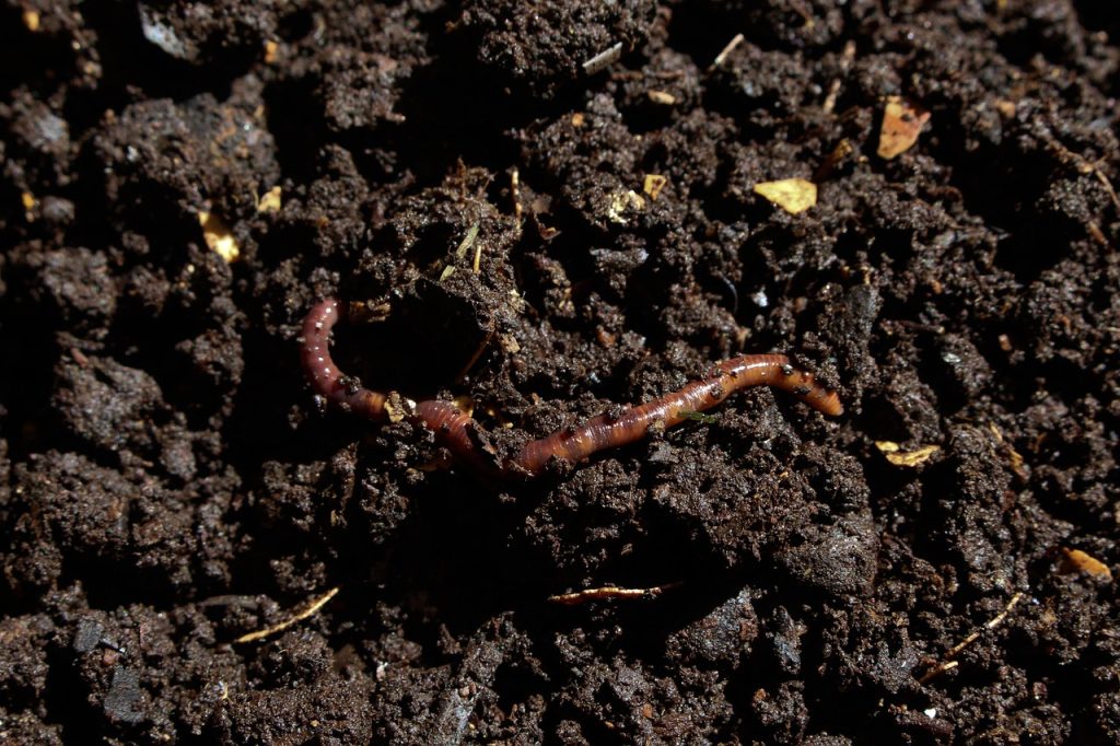 Humus de lombriz orgánico listo para enriquecer el suelo y mejorar la salud de las plantas