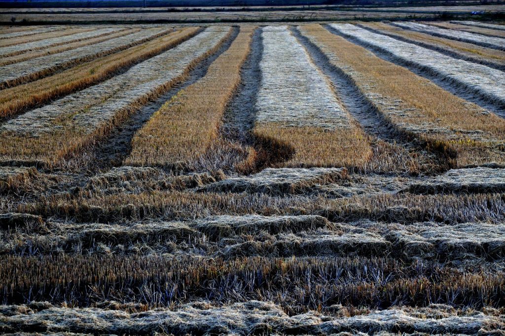Inversión en Tierras Agrícolas