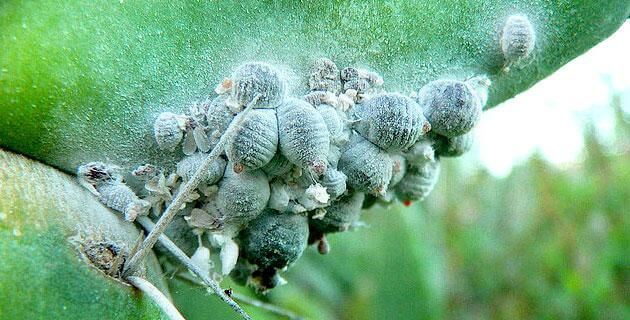 La cochinilla es un pequeño insecto parásito
