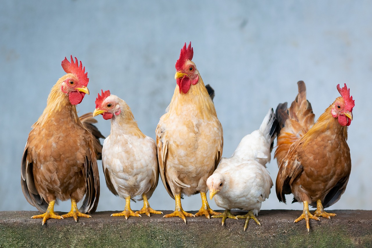 Las Mejores Razas de Gallinas Ponedoras