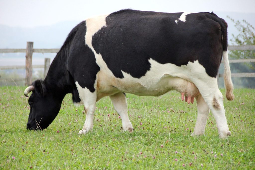 Mastitis en Vacas Lecheras