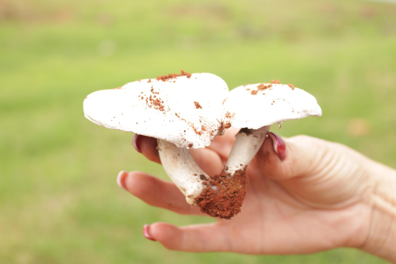 Producción Orgánica