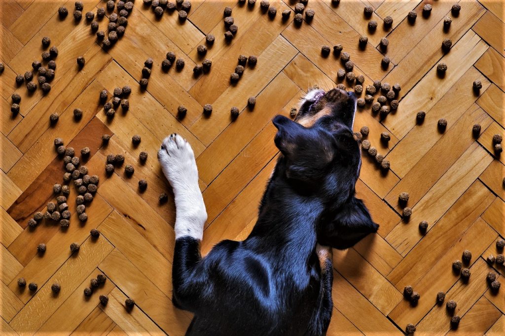 Qué puede comer un perro