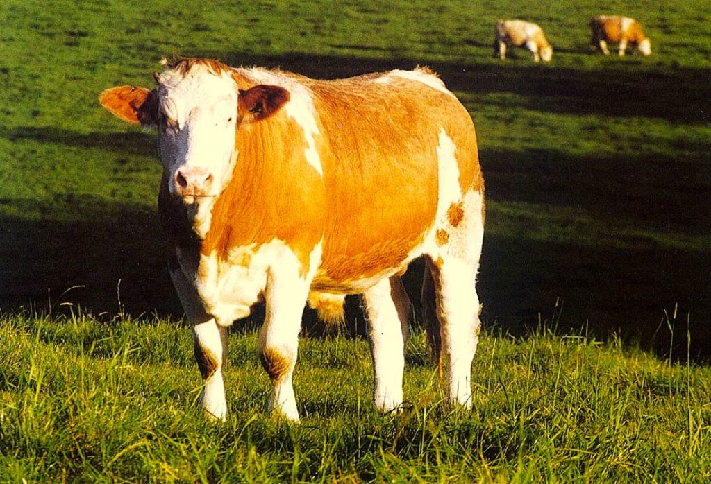 Raza Fleckvieh Origen, Características y Precio