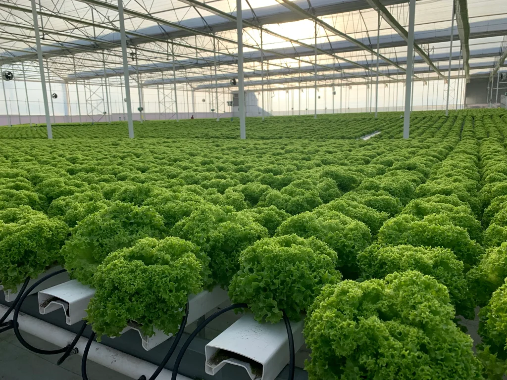 Sistema de Película Nutritiva Sistema de Película Nutritiva