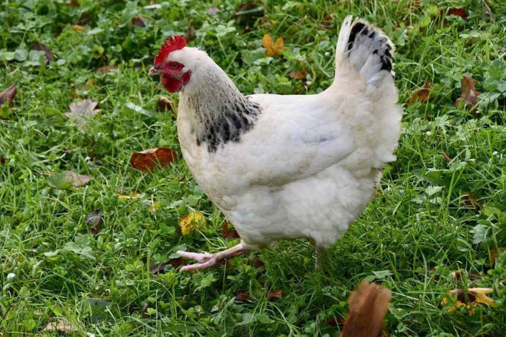 Sussex la raza ponedora de doble propósito