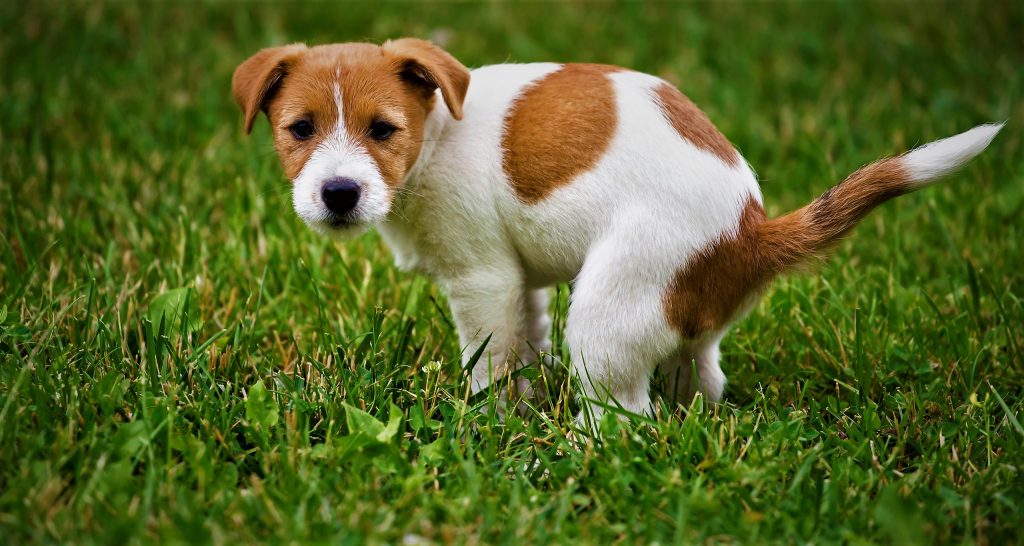 qué puede comer un perro con diarrea