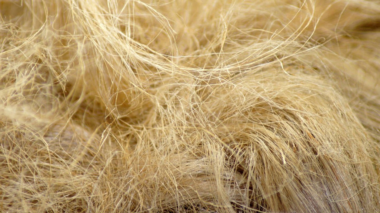Fibras textiles vegetales: tipos, usos y beneficios
