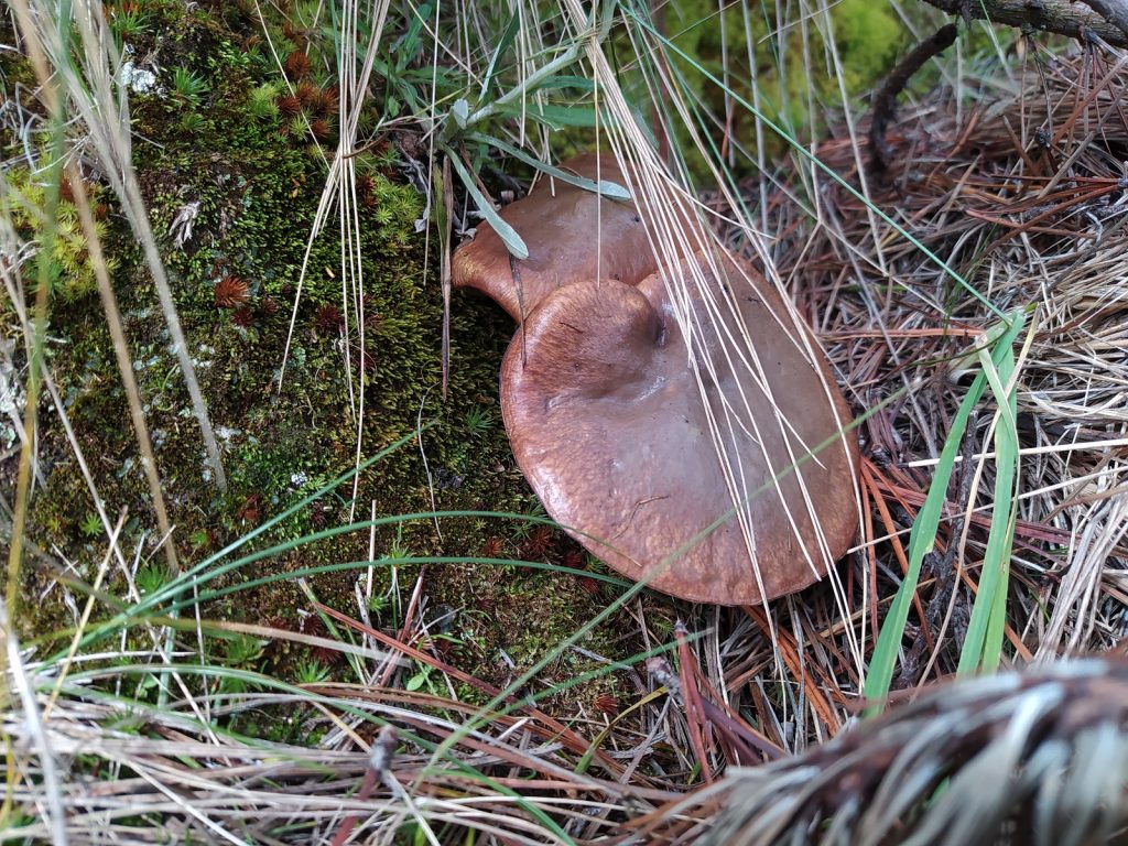 Producción de Suillus luteus