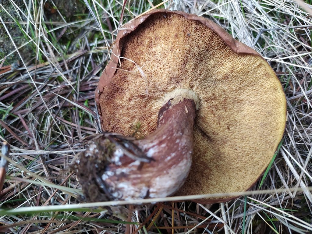 Producción de Suillus luteus en Plantaciones de Pino