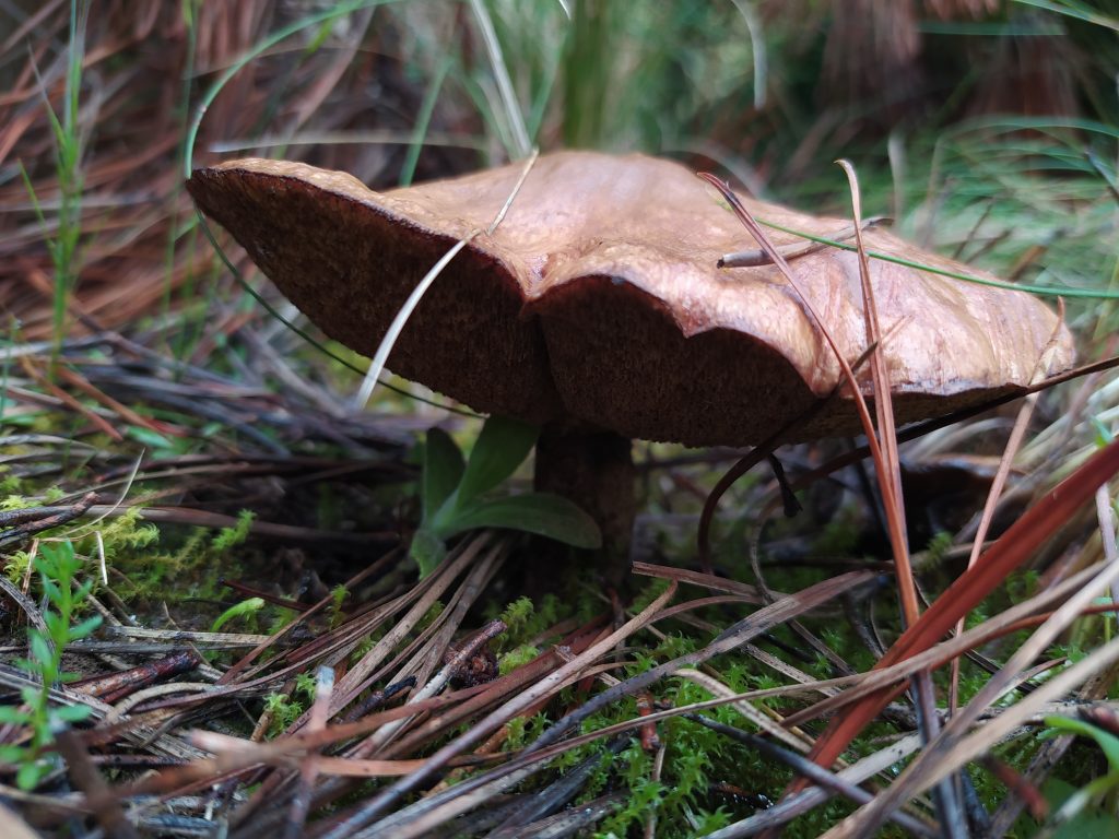 Suillus luteus el hongo comestible