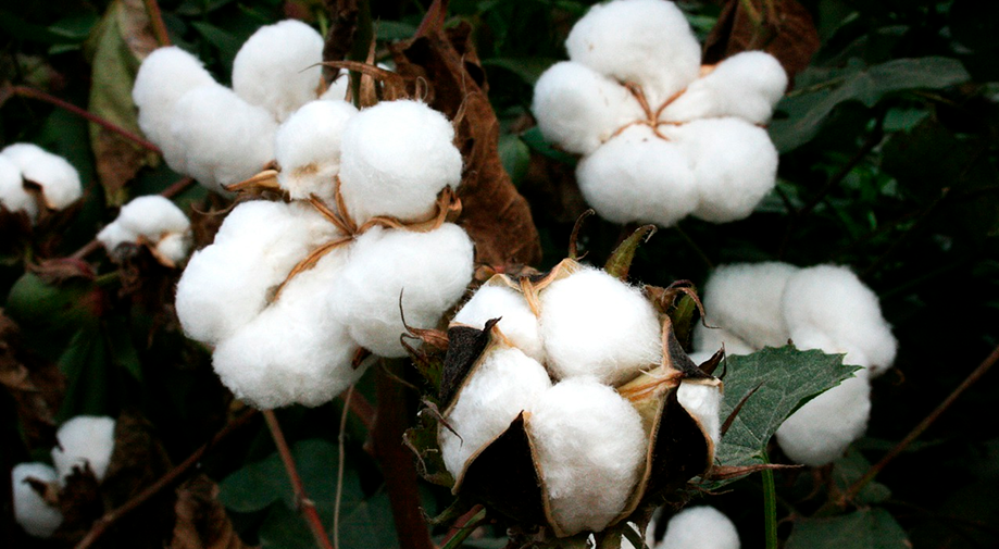 algodón orgánico una de las más comerciales en las fibras textiles vegetales