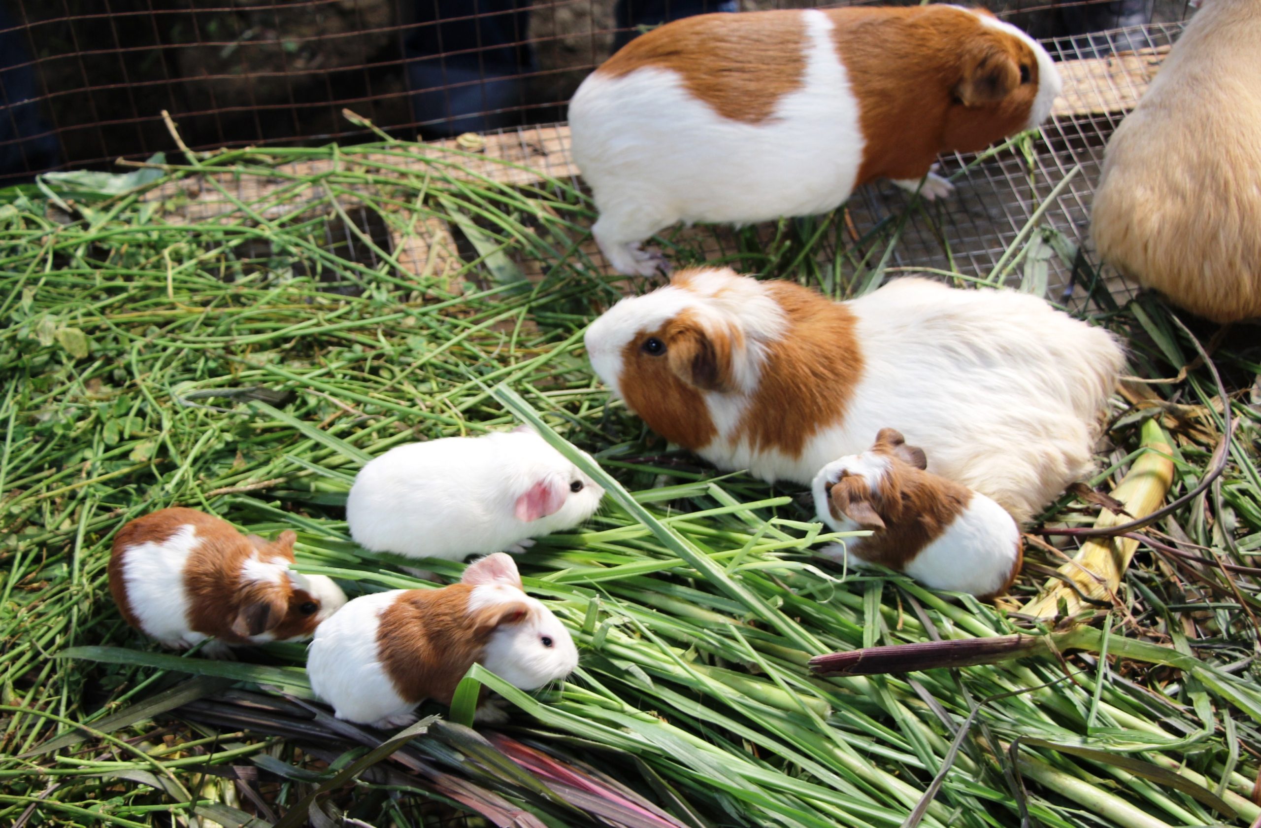 Aminoácidos en la nutrición de cuyes