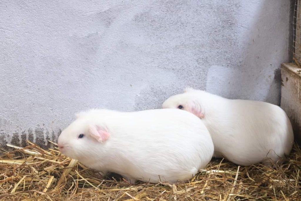 Cuy Raza Andina Cuy Raza Andina