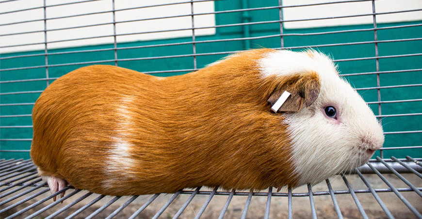 Cuy Raza Kuri Cuy Raza Kuri