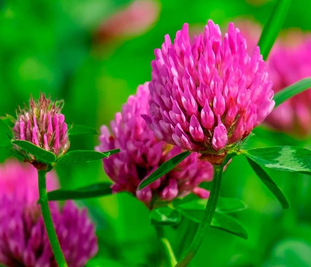 Qué es el Trébol Rojo