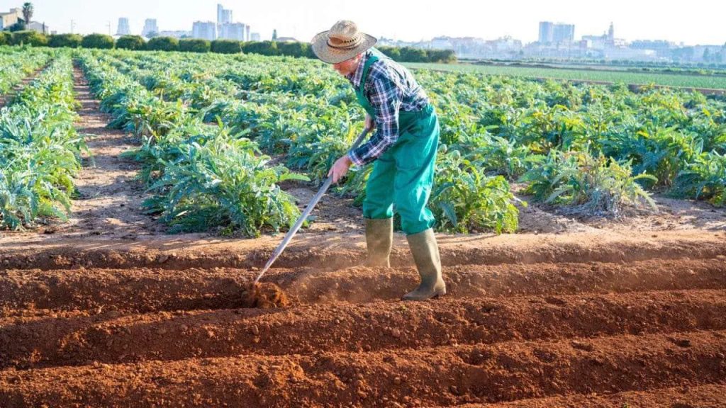 Rotación de cultivos