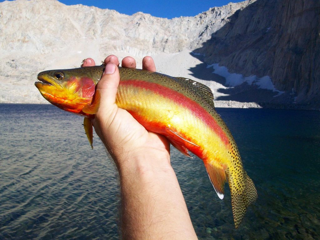 trucha dorada y dónde habita trucha dorada y dónde habita