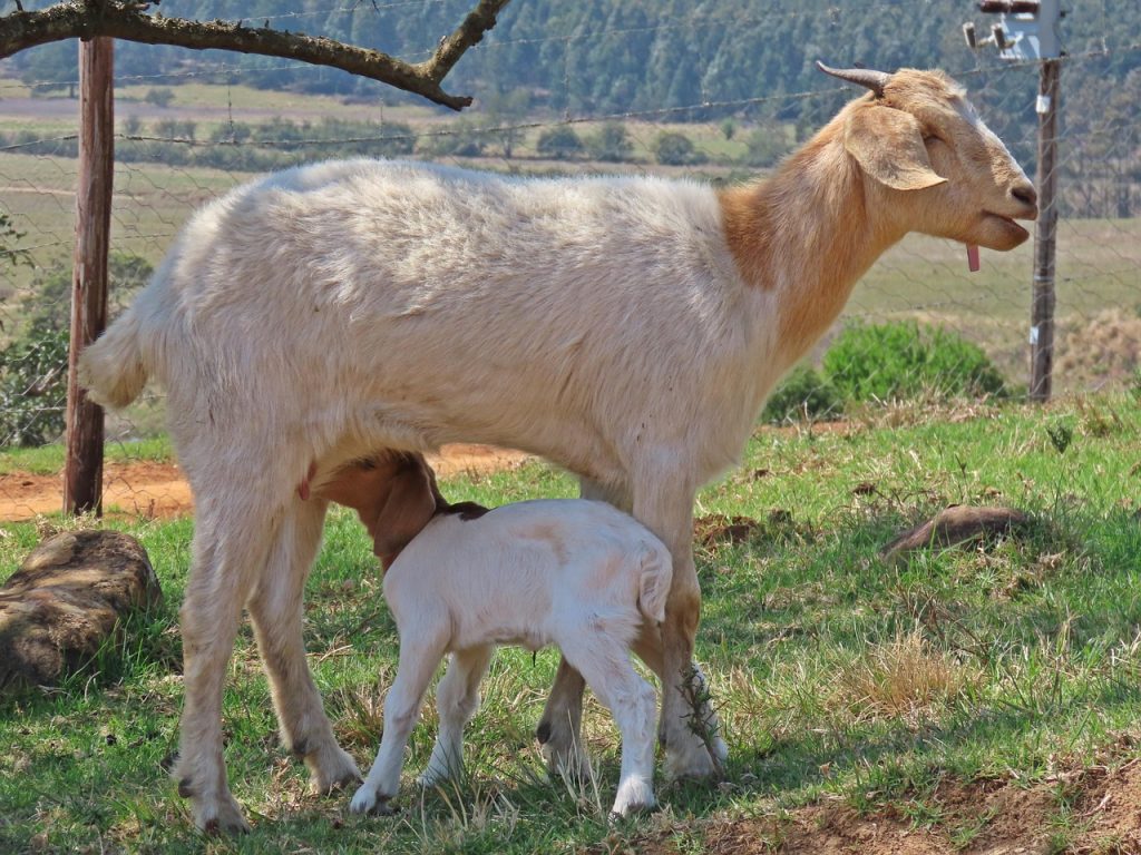 Cabras Lecheras