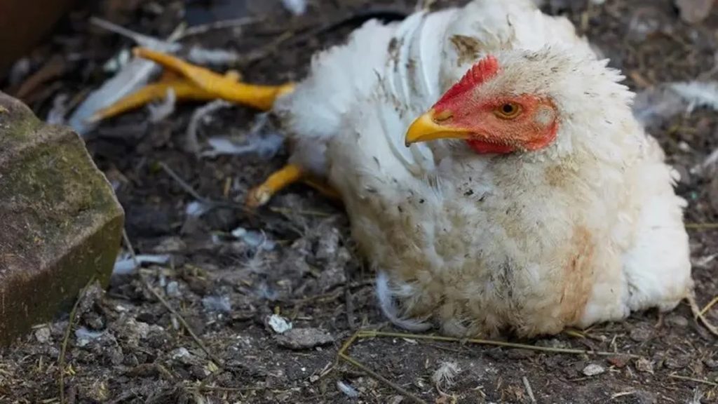 Enfermedad de Newcastle en Aves