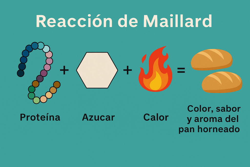 Fórmula visual de la Reacción de Maillard Proteína + Azúcar + Calor = Color, sabor y aroma en los alimentos Fórmula visual de la Reacción de Maillard Proteína + Azúcar + Calor = Color, sabor y aroma en los alimentos