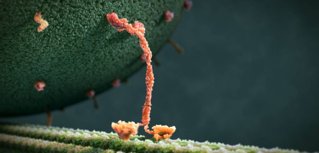 Proteína Kinesina