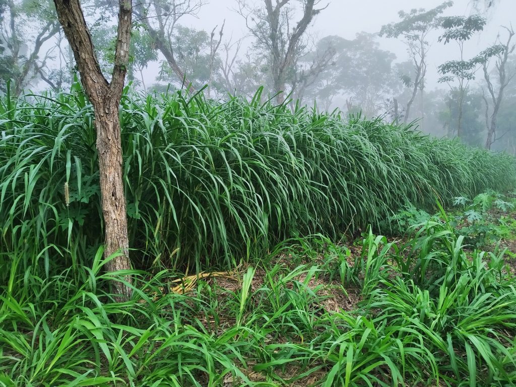 Qué es el Pasto Cuba 22