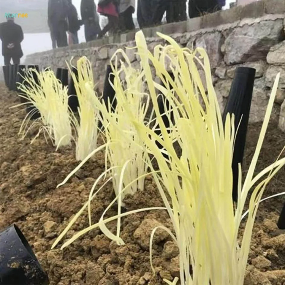 Qué es el puerro blanqueado y para qué se cultiva así