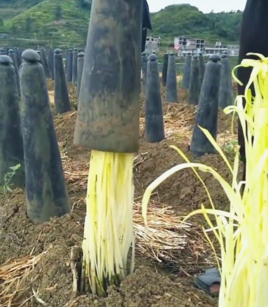 Trabajador en campo aporcando puerro con cilindros de barro