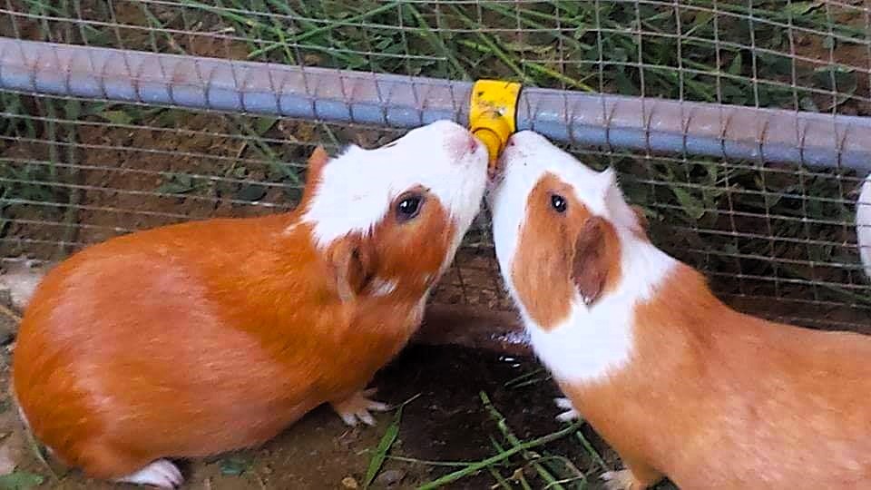 Bebedero automático de nipple instalado en jaula de cuyes tecnificados