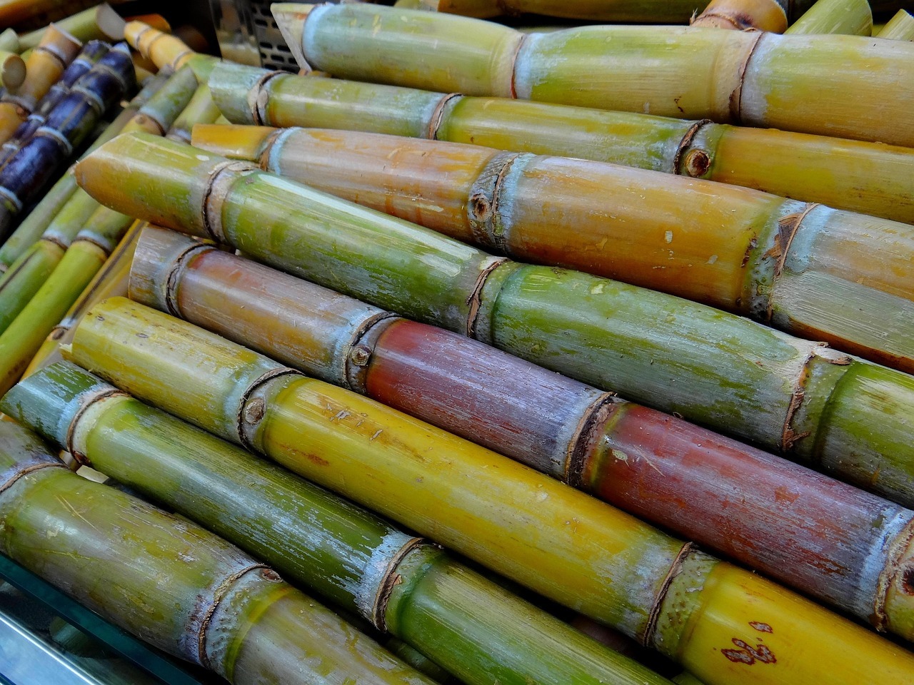 Cultivo de Caña de Azúcar: Técnicas, Rendimiento y Proceso