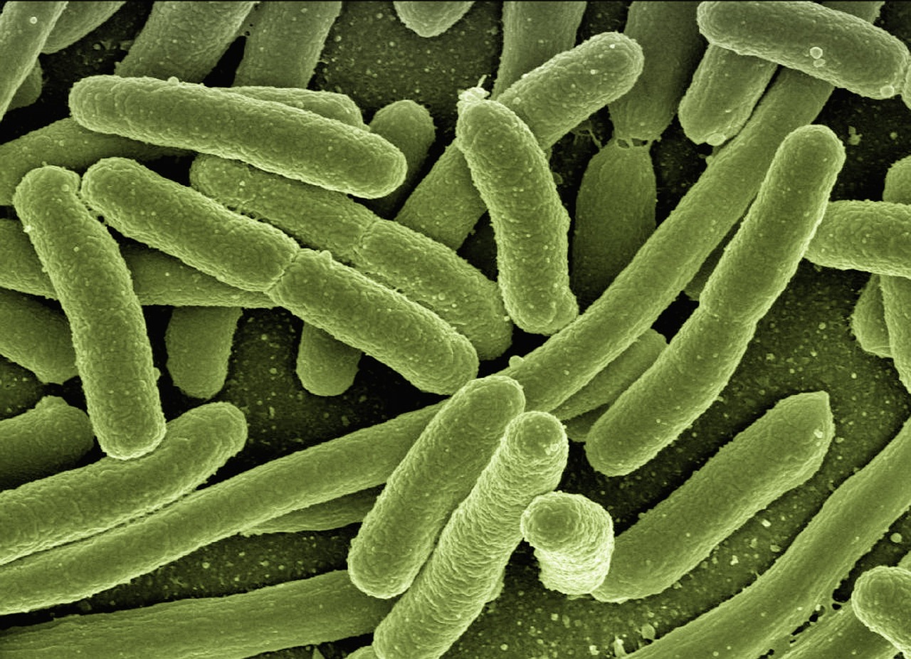 Infección por E. coli causas, síntomas y prevención